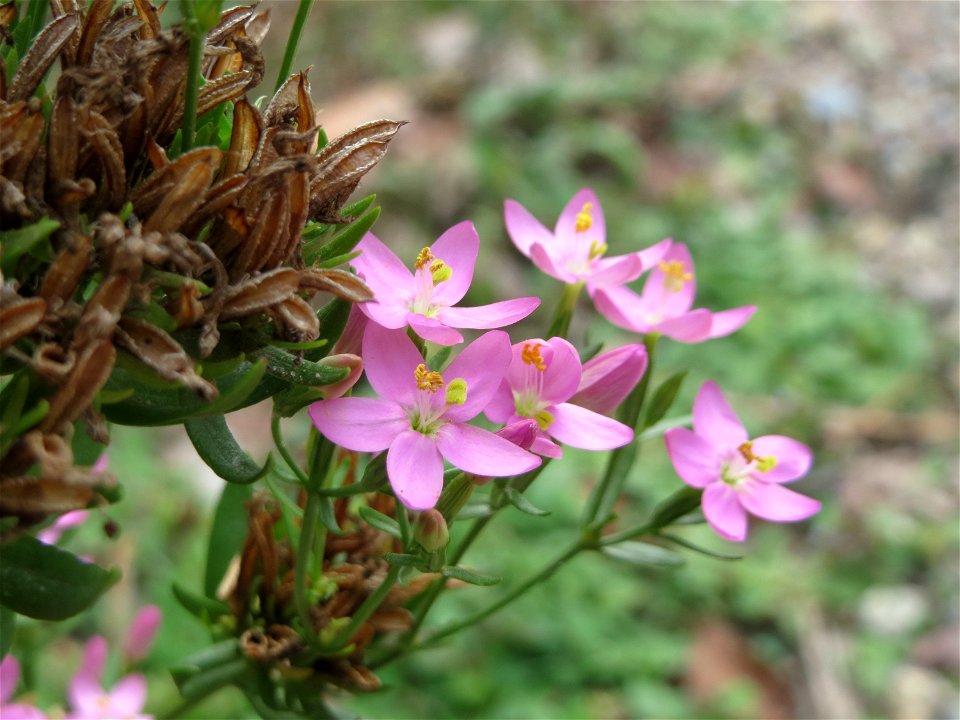 das eher seltene Echtes Tausendgüldenkraut (Centaurium erythraea) an einem Randstreifen der Rheinbahn in der Schwetzinger Hardt mit binnendünenartiger Vegetation
