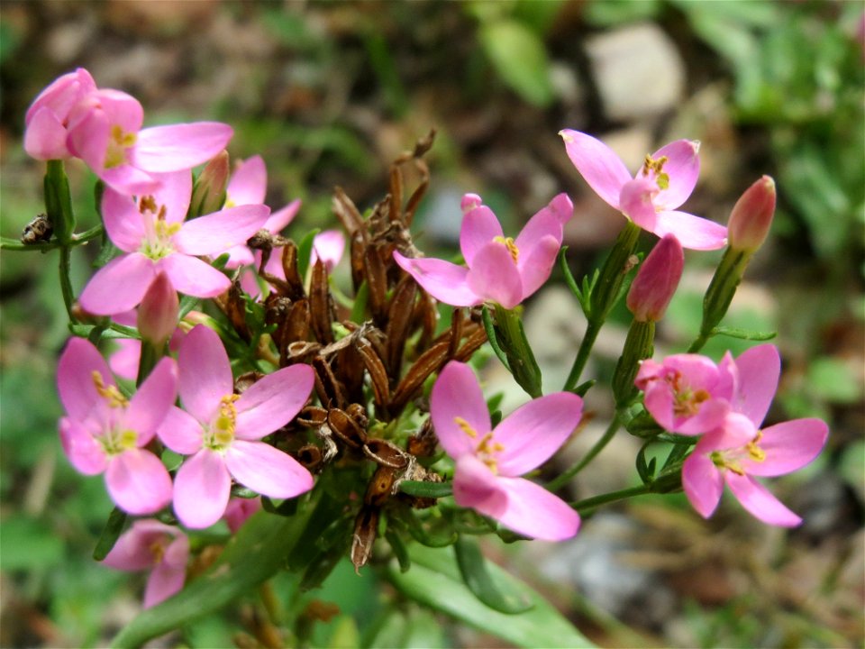 das eher seltene Echtes Tausendgüldenkraut (Centaurium erythraea) an einem Randstreifen der Rheinbahn in der Schwetzinger Hardt mit binnendünenartiger Vegetation photo