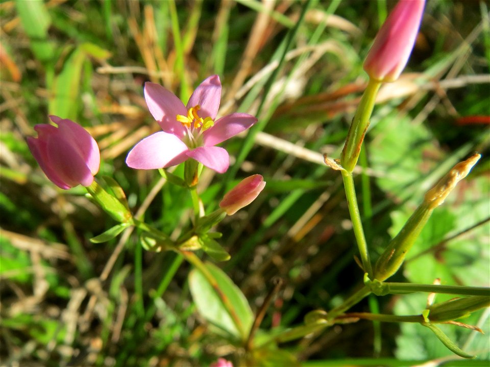 das eher seltene Echtes Tausendgüldenkraut (Centaurium erythraea) an einem Randstreifen der Rheinbahn in der Schwetzinger Hardt mit binnendünenartiger Vegetation
