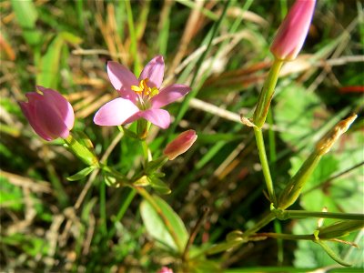 das eher seltene Echtes Tausendgüldenkraut (Centaurium erythraea) an einem Randstreifen der Rheinbahn in der Schwetzinger Hardt mit binnendünenartiger Vegetation photo