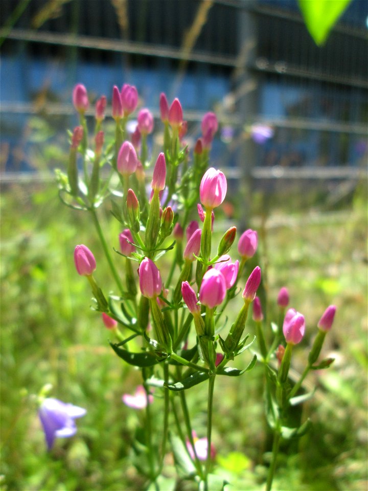 Echtes Tausendgüldenkraut (Centaurium erythraea) auf einem Wildblumenstreifen zwischen Mainzer und Halbergstraße in Saarbrücken