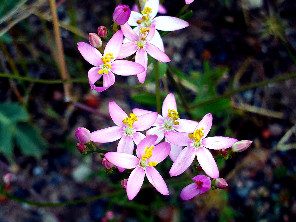 Centaurium erythraea Flowers close up  Dehesa Boyal de Puertollano, Spain