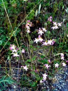 Centaurium erythraea Habitus Dehesa Boyal de Puertollano, Spain