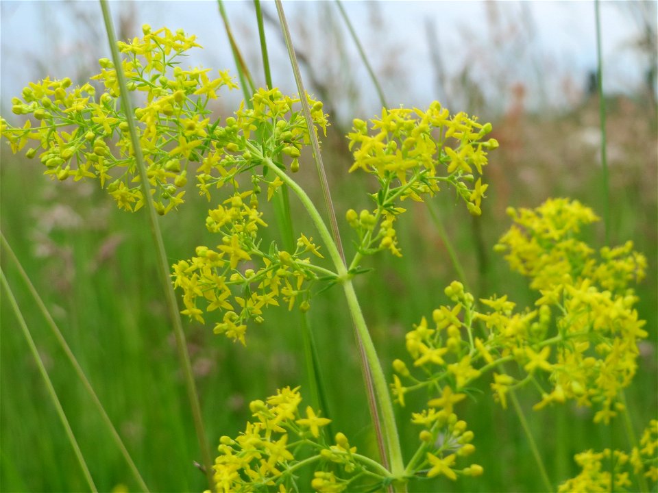 Echtes Labkraut (Galium verum) im Naturschutzgebiet Bachwiesen/Leopoldswiesen im Hockenheimer Rheinbogen