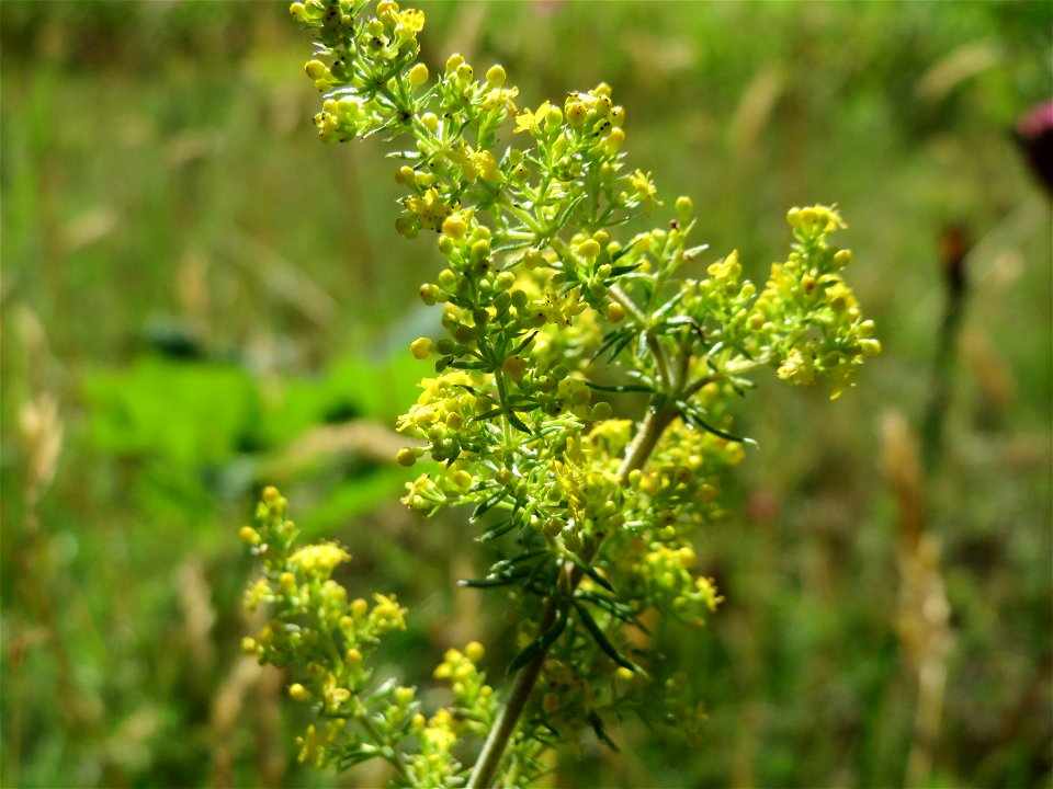 Echtes Labkraut (Galium verum) im Schwetzinger Hardt