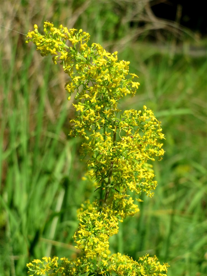 Echtes Labkraut (Galium verum) im Schwetzinger Hardt
