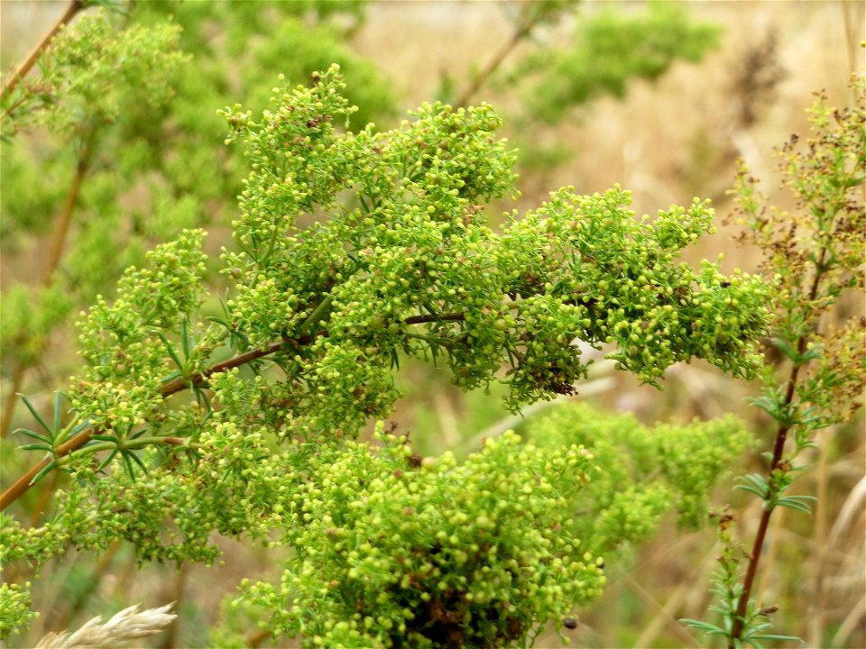 Echtes Labkraut (Galium verum) im Hockenheimer Rheinbogen
