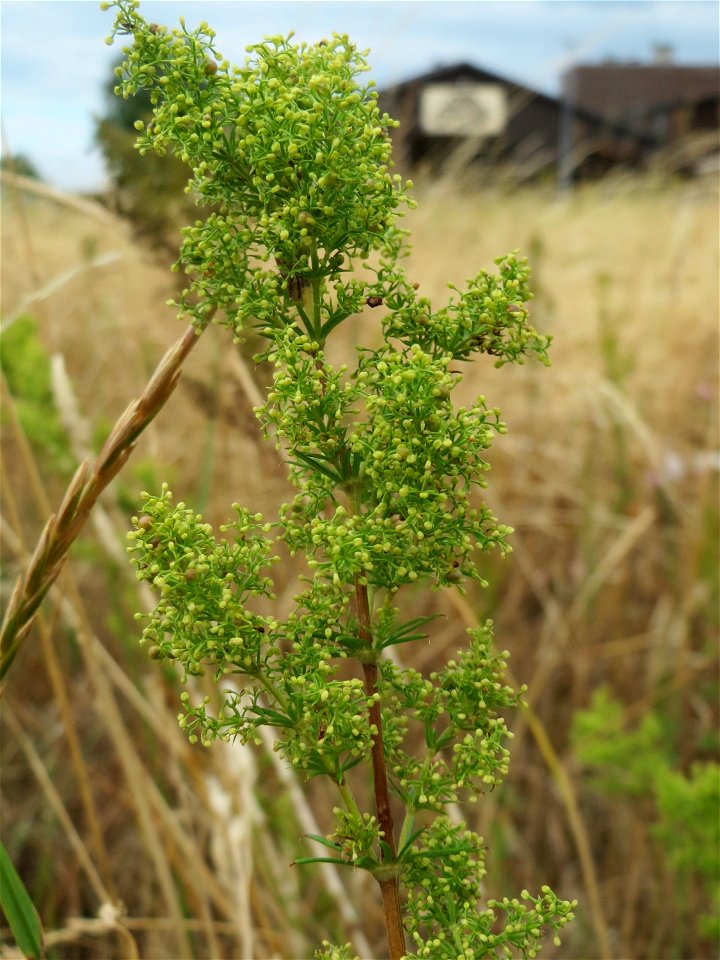 Echtes Labkraut (Galium verum) im Hockenheimer Rheinbogen