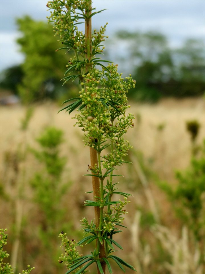 Echtes Labkraut (Galium verum) im Hockenheimer Rheinbogen