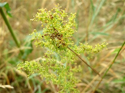 Echtes Labkraut (Galium verum) an der Elisabethenstraße bei Wiesbaden