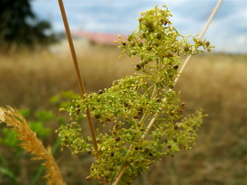 Echtes Labkraut (Galium verum) an der Elisabethenstraße bei Wiesbaden