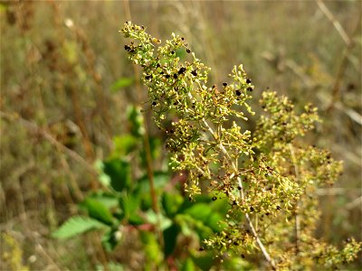 Echtes Labkraut (Galium verum) in Hockenheim photo