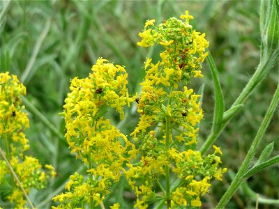 Echtes Labkraut (Galium verum) an der Elisabethenstraße bei Wiesbaden