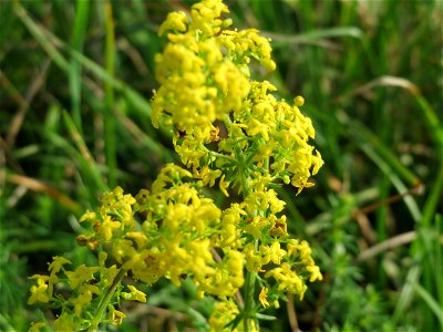Echtes Labkraut (Galium verum) bei Schalkenmehren