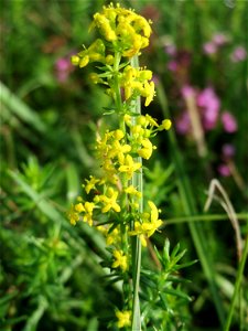 Echtes Labkraut (Galium verum) bei Schalkenmehren