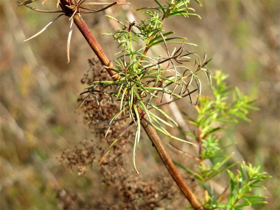 Echtes Labkraut (Galium verum) im Hockenheimer Rheinbogen