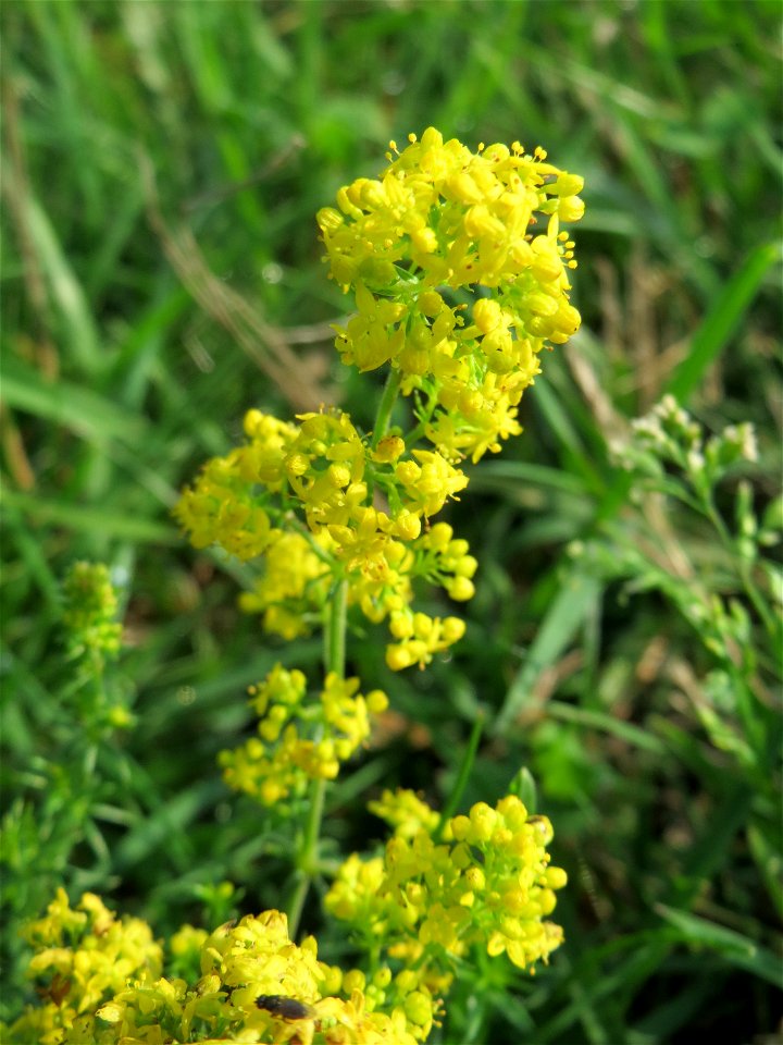 Echtes Labkraut (Galium verum) bei Schalkenmehren