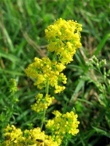 Echtes Labkraut (Galium verum) bei Schalkenmehren