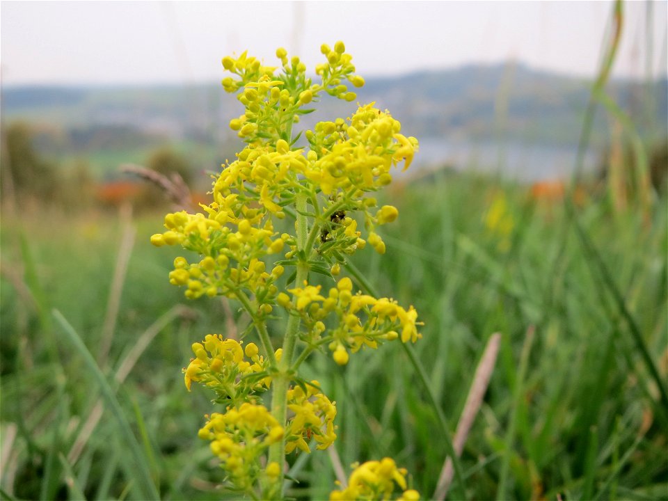 Echtes Labkraut (Galium verum) oberhalb vom Schalkenmehrener Maar