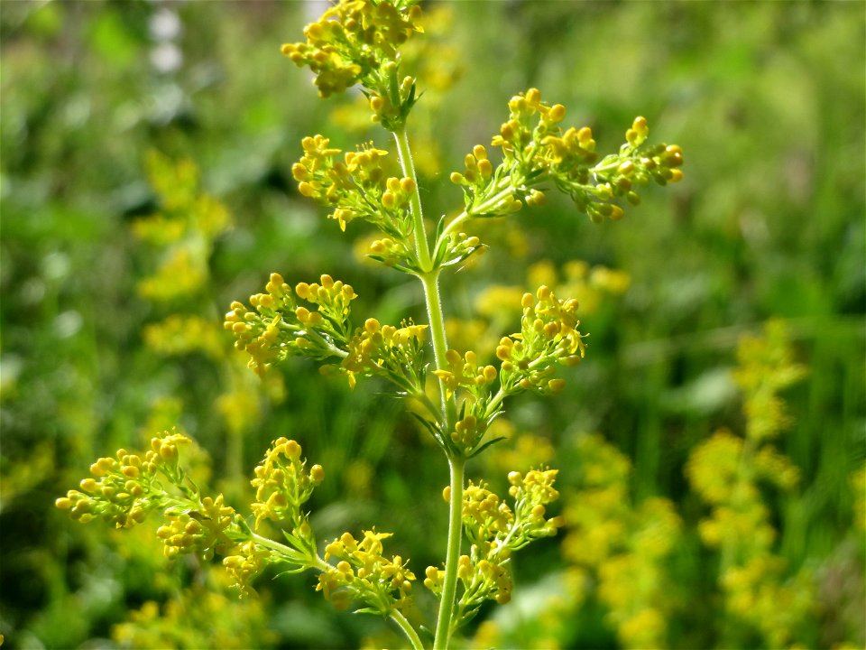 Echtes Labkraut (Galium verum) in Hockenheim