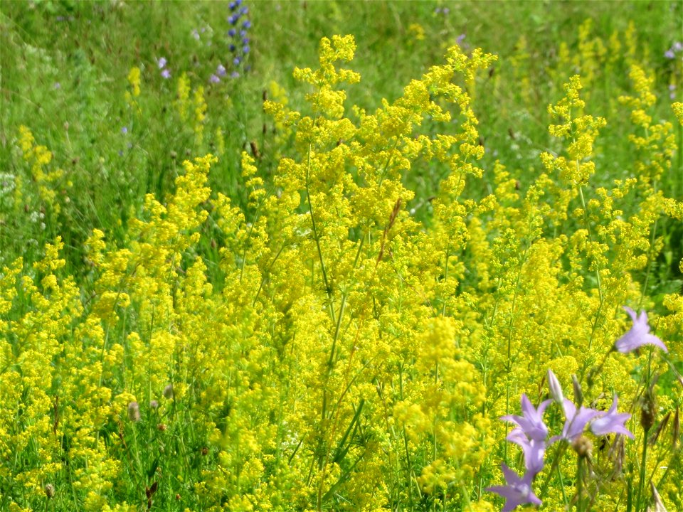Echtes Labkraut (Galium verum) in Hockenheim