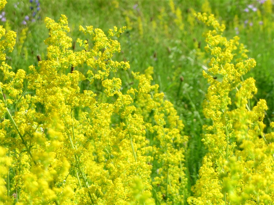 Echtes Labkraut (Galium verum) in Hockenheim