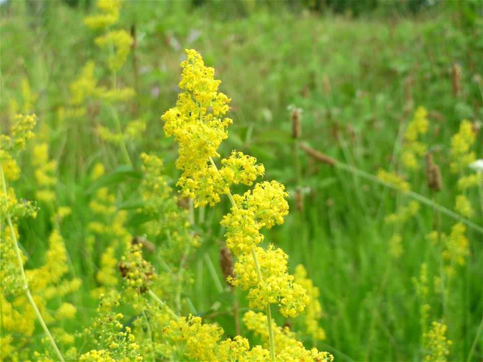 Echtes Labkraut (Galium verum) in Hockenheim