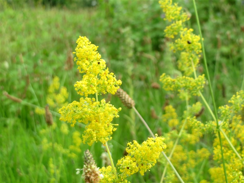 Echtes Labkraut (Galium verum) in Hockenheim