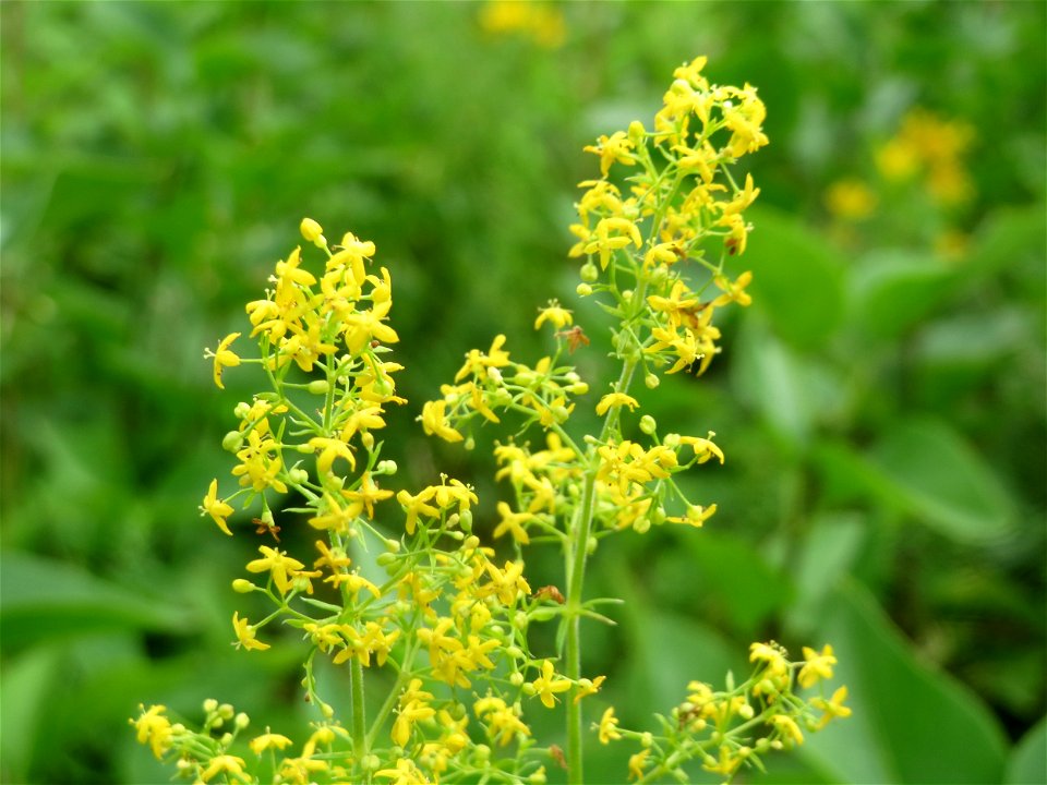 Echtes Labkraut (Galium verum) im Schwetzinger Hardt