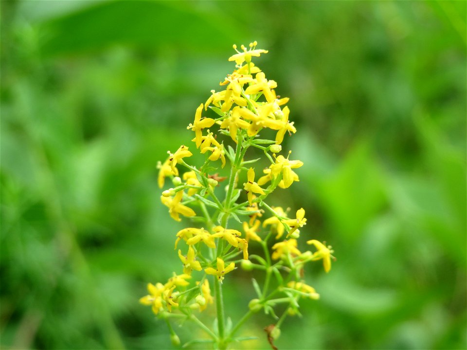 Echtes Labkraut (Galium verum) im Schwetzinger Hardt