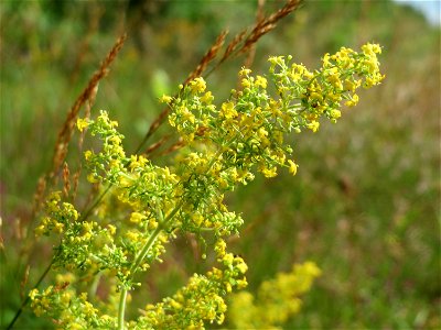 Echtes Labkraut (Galium verum) im Schwetzinger Hardt - an der Bahnstrecke Mannheim-Karlsruhe findet sich ein kleines Sandmagerrasen-Biotop mit typischer Binnendünen-Vegetation