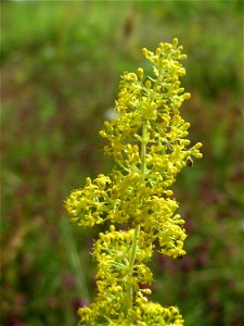 Echtes Labkraut (Galium verum) im Schwetzinger Hardt - an der Bahnstrecke Mannheim-Karlsruhe findet sich ein kleines Sandmagerrasen-Biotop mit typischer Binnendünen-Vegetation