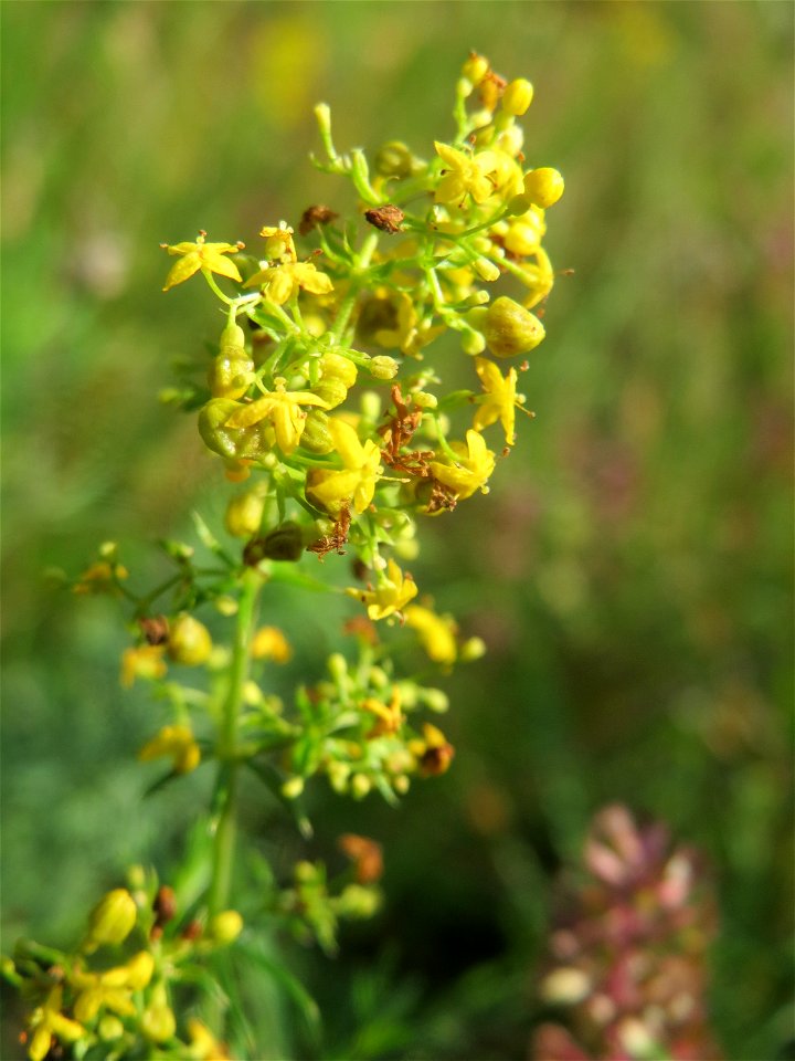 Echtes Labkraut (Galium verum) im Schwetzinger Hardt - an der Bahnstrecke Mannheim-Karlsruhe findet sich ein kleines Sandmagerrasen-Biotop mit typischer Binnendünen-Vegetation