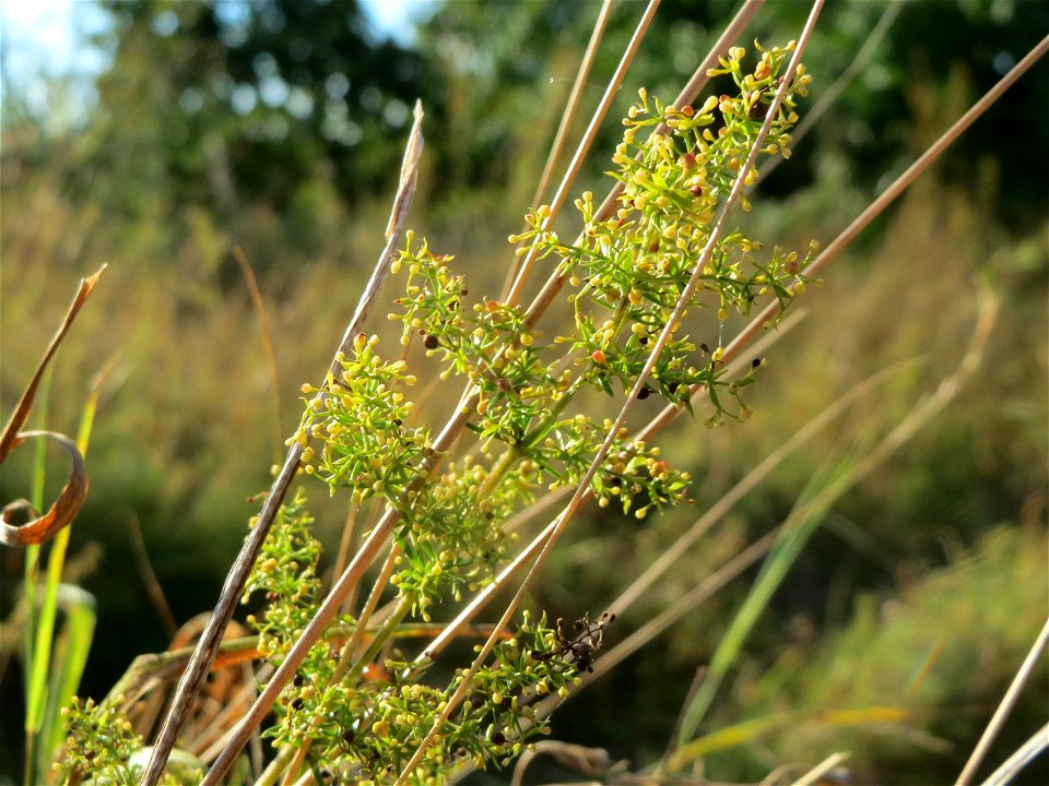 Echtes Labkraut (Galium verum) in Hockenheim