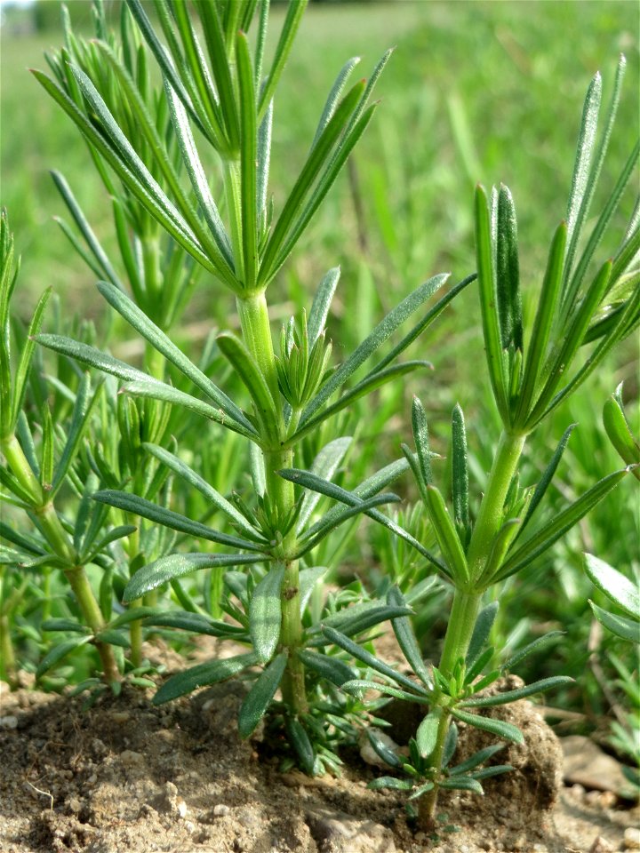 Echtes Labkraut (Galium verum) auf einer Streuobstwiese in Hockenheim - ein typischer Kalk-Anzeiger