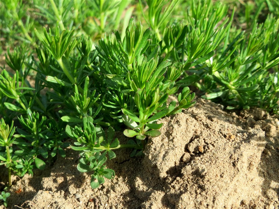 Echtes Labkraut (Galium verum) auf einer Streuobstwiese in Hockenheim - ein typischer Kalk-Anzeiger