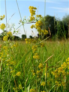 Echtes Labkraut (Galium verum) im Naturschutzgebiet „Bachwiesen/Leopoldswiesen“ im Hockenheimer Rheinbogen