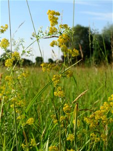 Echtes Labkraut (Galium verum) im Naturschutzgebiet „Bachwiesen/Leopoldswiesen“ im Hockenheimer Rheinbogen photo