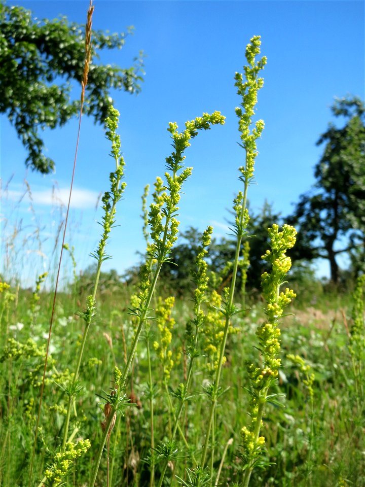 Echtes Labkraut (Galium verum) auf einer Streuobstwiese in Hockenheim photo