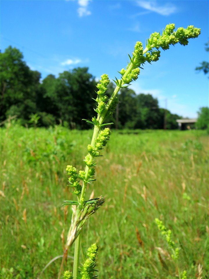 Echtes Labkraut (Galium verum) in der Schwetzinger Hardt - an der Bahnstrecke Mannheim-Karlsruhe findet sich ein kleines Sandmagerrasen-Biotop mit typischer Binnendünen-Vegetation