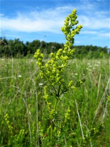 Echtes Labkraut (Galium verum) in den Horststückern im Landschaftsschutzgebiet „Hockenheimer Rheinbogen“