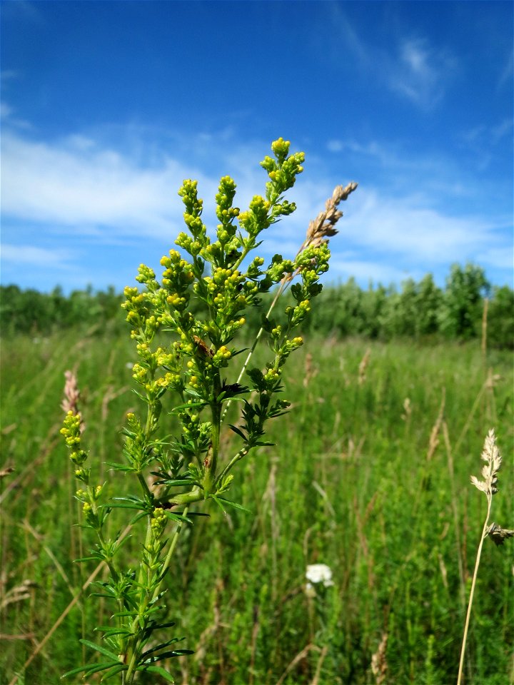 Echtes Labkraut (Galium verum) in den Horststückern im Landschaftsschutzgebiet „Hockenheimer Rheinbogen“