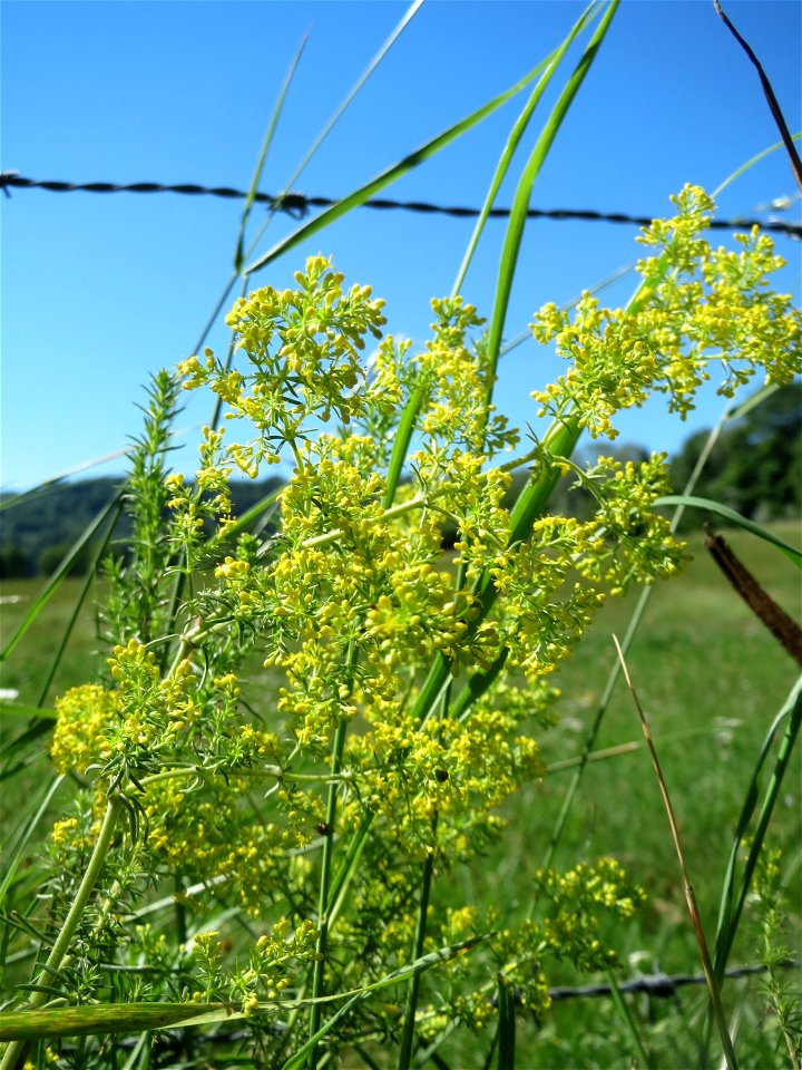 Echtes Labkraut (Galium verum) im Almet in Sankt Arnual