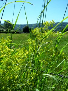 Echtes Labkraut (Galium verum) im Almet in Sankt Arnual photo