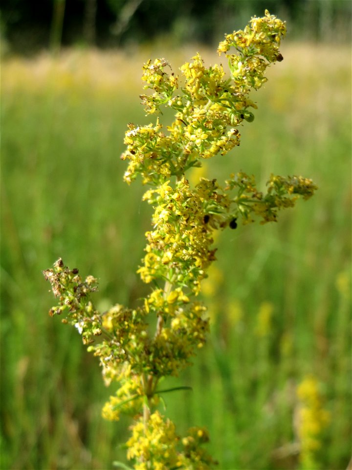 Echtes Labkraut (Galium verum) auf einer Streuobstwiese in Hockenheim