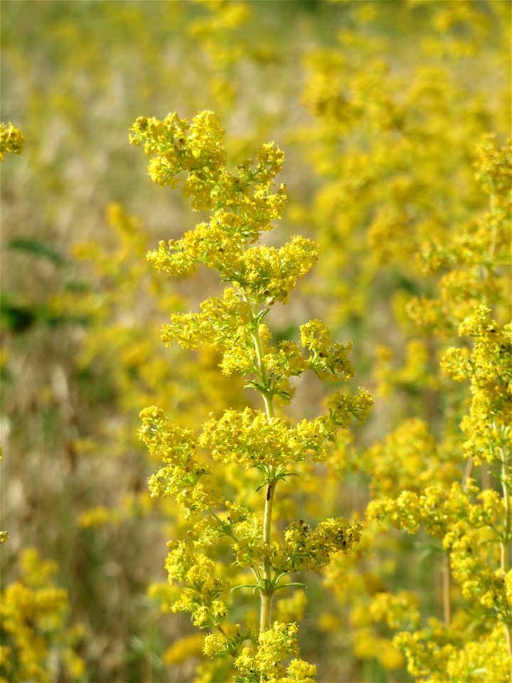 Echtes Labkraut (Galium verum) auf einer Streuobstwiese in Hockenheim
