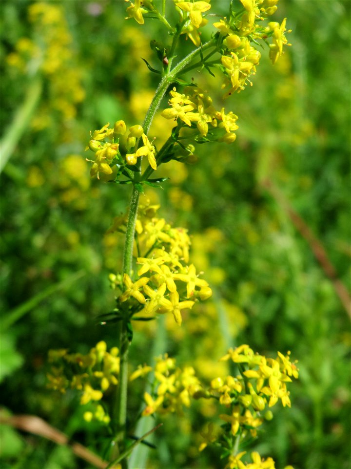 Echtes Labkraut (Galium verum) im Naturschutzgebiet „St. Arnualer Wiesen“