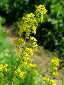 Echtes Labkraut (Galium verum) im Naturschutzgebiet „St. Arnualer Wiesen“ photo