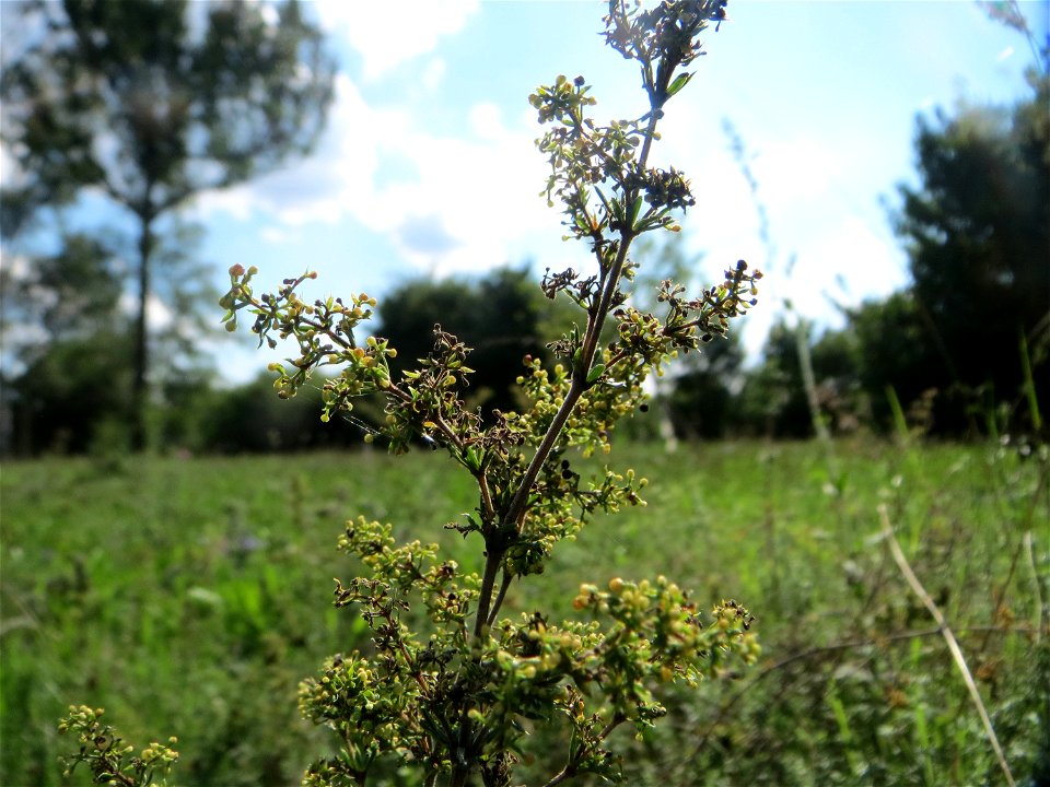 Echtes Labkraut (Galium verum) auf einer Streuobstwiese in Hockenheim