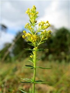 Echtes Labkraut (Galium verum) auf dem Feldherrenhügel, Teilgebiet vom Naturschutzgebiet „Oftersheimer Dünen“